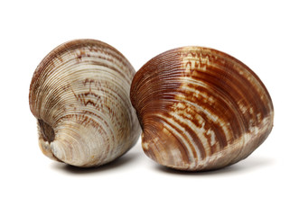Stacked fresh raw clams on white background