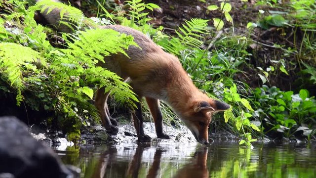 Red fox drinking from a forest stream