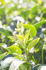 Beautiful green tea crop leaf in the morning with sun flare sunlight, fresh sprout on the tree plant design concept, close up, macro.