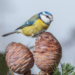 A blue tit climbs on a cedar cone