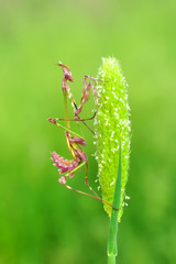 Close up of pair of Beautiful European mantis ( Mantis religiosa )