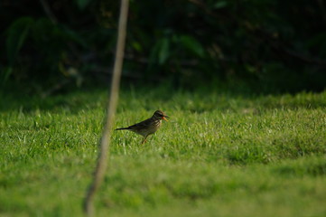 The Australasian pipit (Anthus novaeseelandiae) is a fairly small passerine bird of country in Australia, New Zealand and New Guinea. It belongs to the pipit genus Anthus in the family Motacillidae.