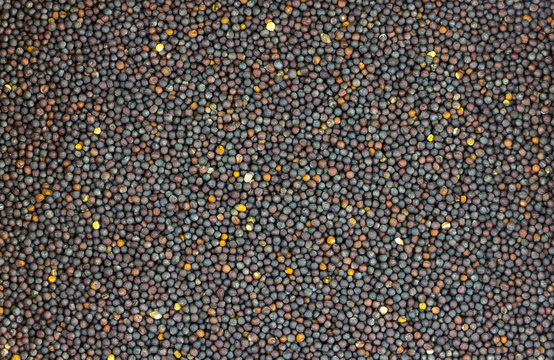 background oil seeds canola black ripe mini round pattern natural crop
