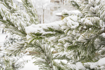 Snow-covered branches of spruce