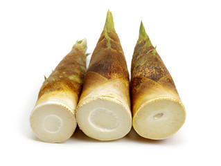 Bamboo shoot on the white background 
