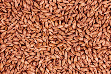 brown rye seeds background harvest bakery brewing base pattern