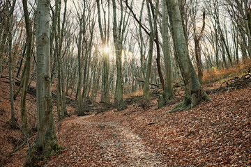 Vintage style artistic photo of a forest and pathway with bare trees and sun ray light