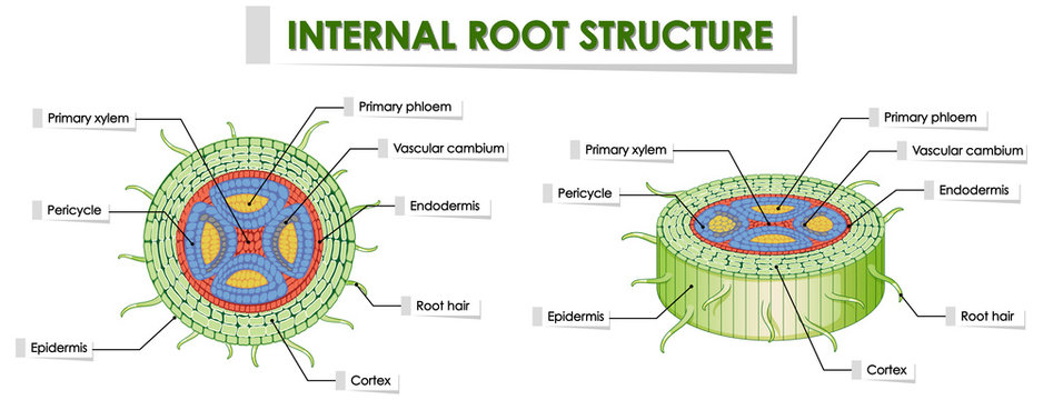 Diagram showing root structure on white background