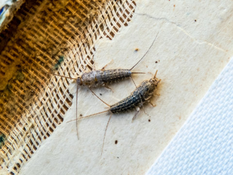 Pest books and newspapers. Insect feeding on paper - silverfish, lepisma