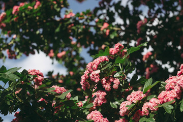 Blooming tree before blue sky background. Spring season wallpaper. Pink flowers 