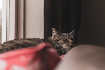 cat sleeping in his bed