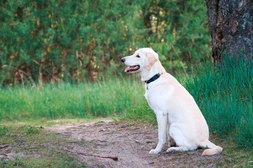 Labrador retriever. Dog posing outside in a forest.