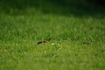 The plain prinia (Prinia inornata) is a species of bird from the Cisticolidae family. Birds inhabiting swampy areas and high grasslands found in southeast Asia