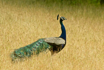 peacock in the field