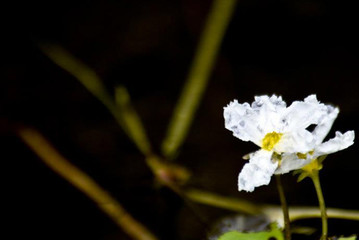 A white flower on black background