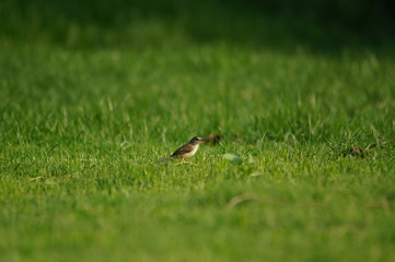 The Australasian pipit (Anthus novaeseelandiae) is a fairly small passerine bird of country in Australia, New Zealand and New Guinea. It belongs to the pipit genus Anthus in the family Motacillidae.