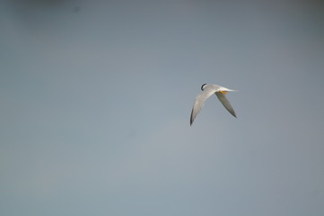 The little tern (Sternula albifrons) is a seabird of the family Laridae. It was formerly placed into the genus Sterna, which now is restricted to the large white terns.