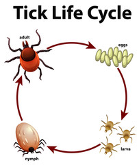 Diagram showing life cycle of tick - obrazy, fototapety, plakaty
