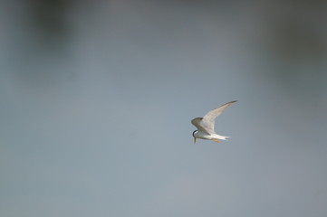 The little tern (Sternula albifrons) is a seabird of the family Laridae. It was formerly placed into the genus Sterna, which now is restricted to the large white terns.	