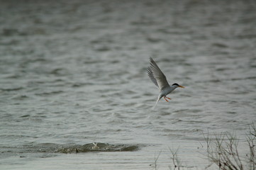The little tern (Sternula albifrons) is a seabird of the family Laridae. It was formerly placed into the genus Sterna, which now is restricted to the large white terns.