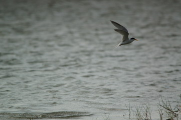 The little tern (Sternula albifrons) is a seabird of the family Laridae. It was formerly placed into the genus Sterna, which now is restricted to the large white terns.