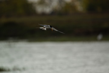 flying in the sky