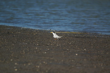 The little tern (Sternula albifrons) is a seabird of the family Laridae. It was formerly placed into the genus Sterna, which now is restricted to the large white terns.