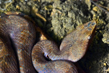 Viper on a rock