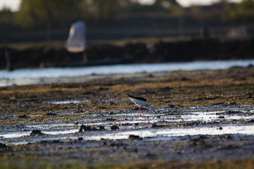The pied stilt (Himantopus leucocephalus), also known as the white-headed stilt, is a bird in the...