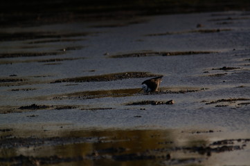 The pied stilt (Himantopus leucocephalus), also known as the white-headed stilt, is a bird in the...