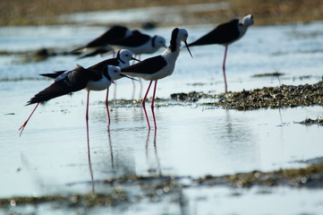 The pied stilt (Himantopus leucocephalus), also known as the white-headed stilt, is a bird in the family Recurvirostridae. It is sometimes considered a subspecies of the black-winged stilt.