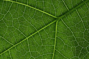 Green leaves background, Leaf texture. natural wallpaper