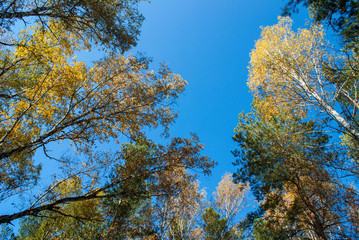 Birch trees in a lush autumn forest against a blue sky
