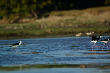 The pied stilt (Himantopus leucocephalus), also known as the white-headed stilt, is a bird in the family Recurvirostridae. It is sometimes considered a subspecies of the black-winged stilt.
