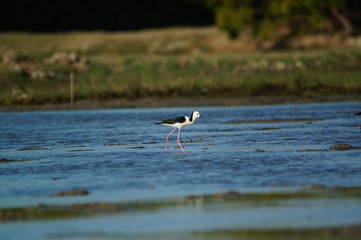 The pied stilt (Himantopus leucocephalus), also known as the white-headed stilt, is a bird in the family Recurvirostridae. It is sometimes considered a subspecies of the black-winged stilt.
