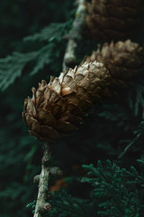 pine cone on a tree