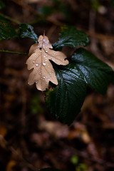 wet dead leaf