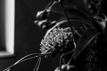 flower on black