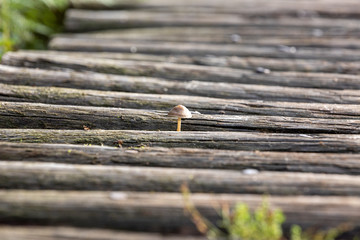 mushroom on wooden road