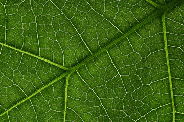 Green leaves background, Leaf texture. natural wallpaper