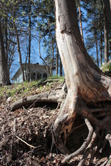 Closeup of roots of trees in the daylight. Trunk of a tree in spring