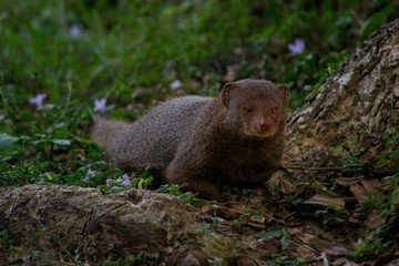 small Asian mongoose