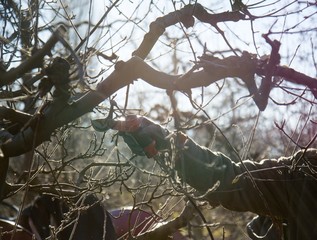 pruning apple tree in winter