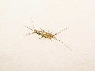 Thermobia domestica. Pest books and newspapers. Lepismatidae Insect feeding on paper - silverfish