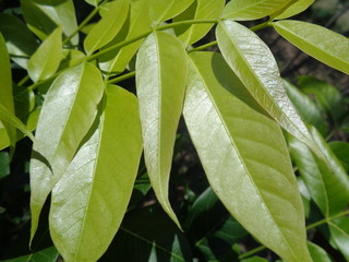 Young mahogany leaves on the tree