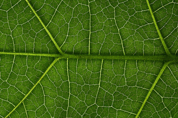 Green leaves background, Leaf texture. natural wallpaper
