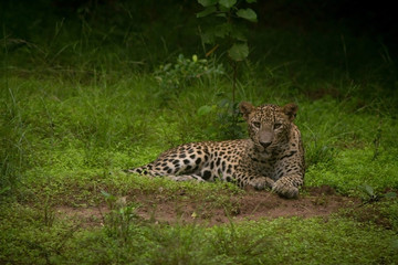 A relaxing leopard 