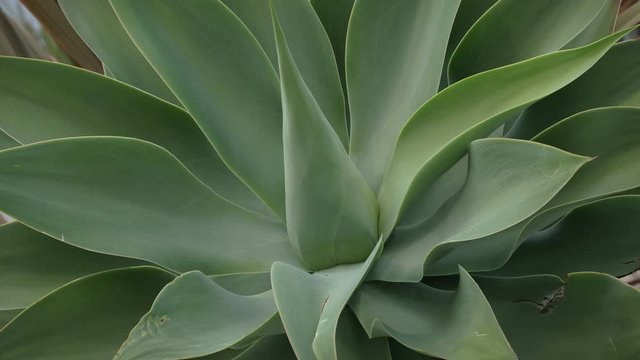 Detail shot of foxtail agave plant