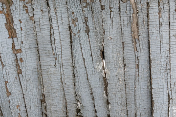 Obraz premium Fence from wooden boards with peeling old paint