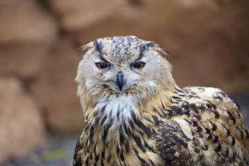 portrait of an owl, full face, close-up, strict look